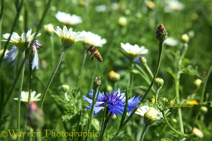 Honey Bee takes off from Cornflower in 'Bee World'