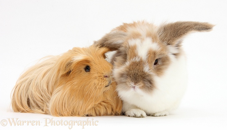 Shaggy ginger Guinea pig with brown-and-white rabbit, white background