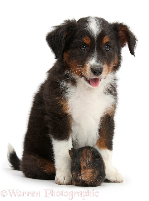 Mini American Shepherd puppy with baby Guinea pig, white background