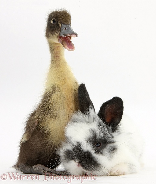 Duckling and black-and-white baby bunny, white background