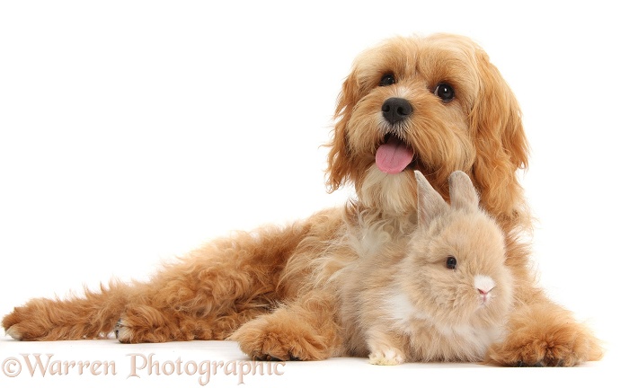 Cavapoo, 5 months old, with cute baby Lionhead rabbit, white background