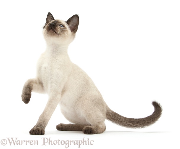 Siamese kitten, 10 weeks old, white background