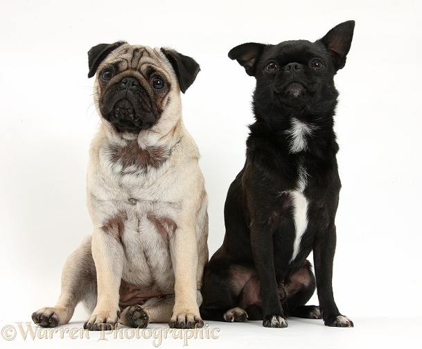 Fawn Pug and black Chug (Pug x Chihuahua), sitting, white background