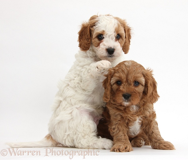 Cute red and red-and-white Cavapoo puppies, 5 weeks old, white background
