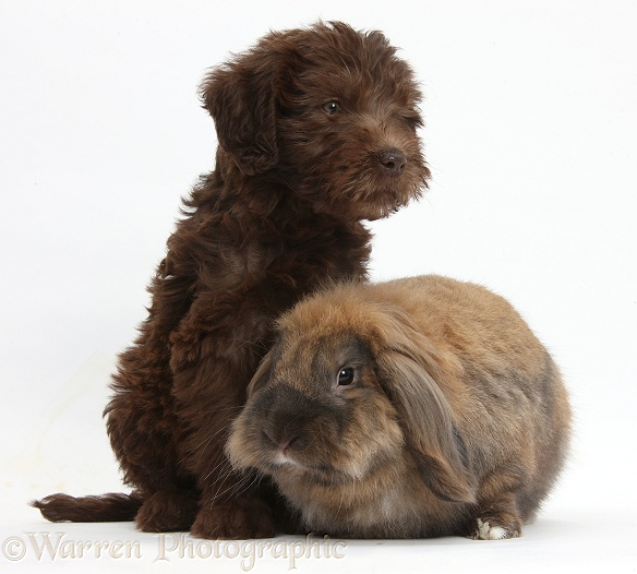 Chocolate Labradoodle puppy, 9 weeks old, with Lionhead Lop rabbit, Dibdab, white background