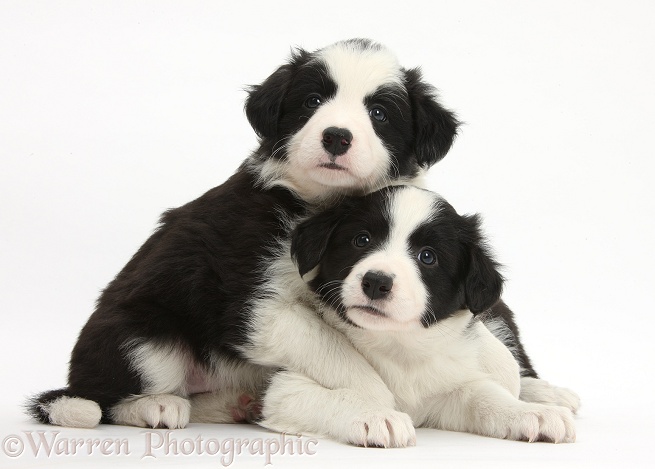 Two black-and-white Border Collie pups, white background