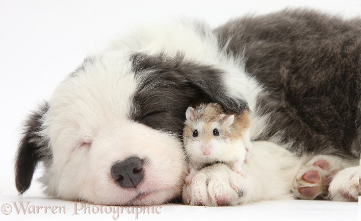 Cute sleeping Border Collie puppy with Roborovski Hamster (Phodopus roborovskii), white background