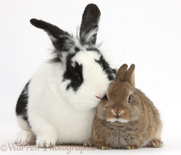 Black-and-white rabbit, Bandit, and baby rabbit, white background