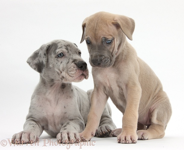 Two Great Dane puppies, white background