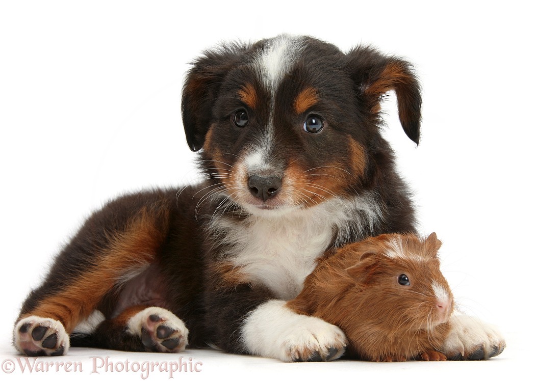 Mini American Shepherd puppy with baby Guinea pig, white background