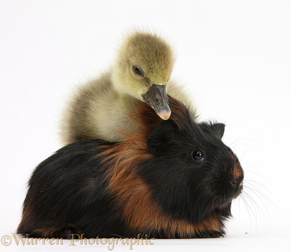 Cute Gosling and baby Guinea pig, white background