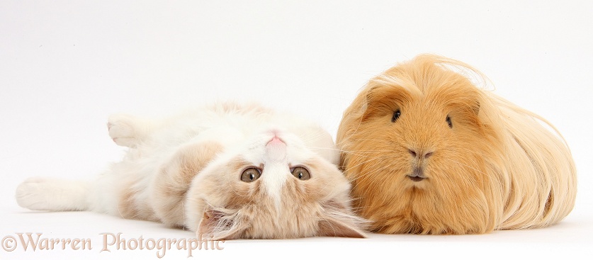 Ginger-and-white Siberian kitten, 16 weeks old, lying upside down with ginger Guinea pig, white background