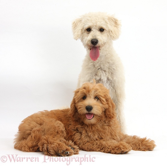 Cute red toy Goldendoodle puppy, Flicker, 12 weeks old, and Cream Goldendoodle bitch, Lacy, 9 months old,, white background
