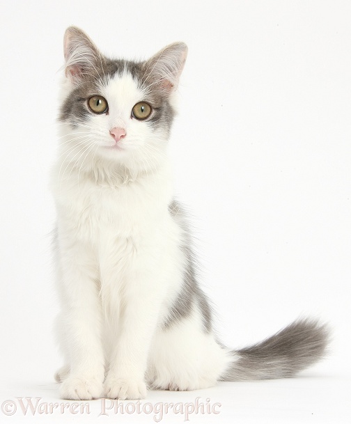 Grey-and-white female cat, Dottie, 5 months old, sitting, white background