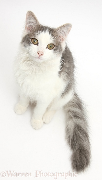 Grey-and-white female cat, Dottie, 5 months old, sitting and looking up, white background