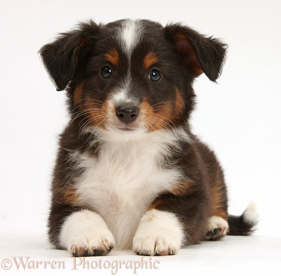 Tricolour Miniature American Shepherd puppy, 7 weeks old, lying with head up, white background