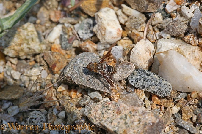 Bee fly (unidentified)
