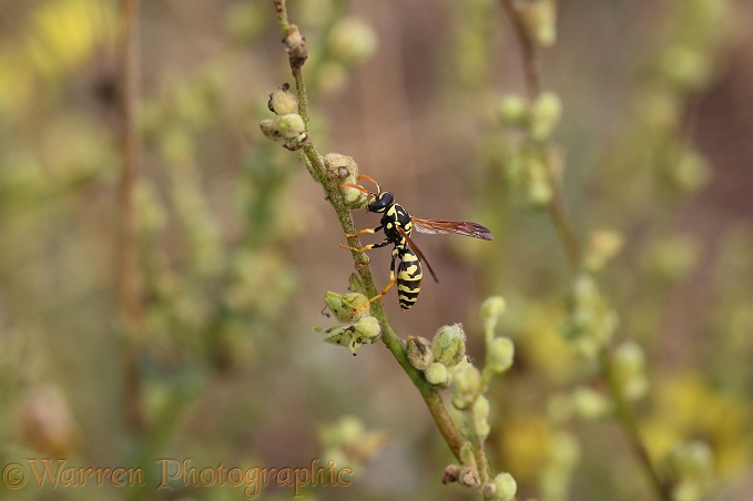 Paper Wasp (Polistes dominula) worker