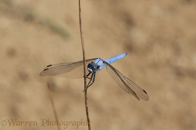 Southern Skimmer Dragonfly (Orthetrum brunneum) male
