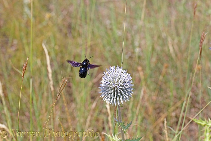 Carpenter Bee (Xylocopa violacea) approaching Pale Globe-thistle (Echinops sphaerocephalus)
