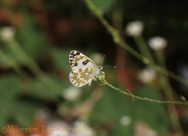 Eastern Bath White Butterfly (Pontia edusa)