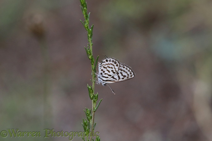 Little Tiger Blue butterfly (Tarucus balkanicus)