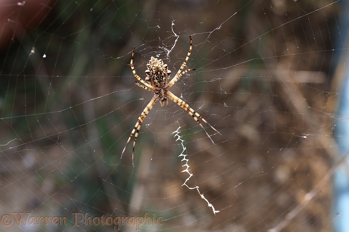 Lobed Argiope spider (Argiope lobata)