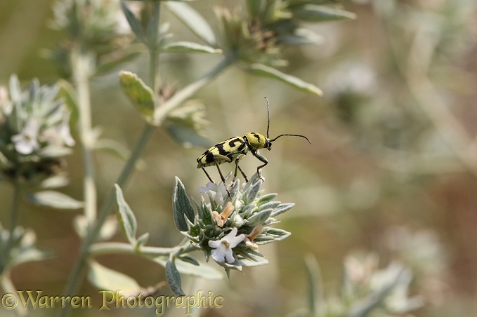 Longhorn beetle (Chlorophorus varius) on Horehound (Marrubium peregrinum)