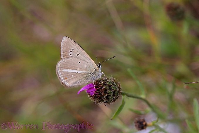 Anomalous Blue butterfly (Agrodiaetus fabressei)