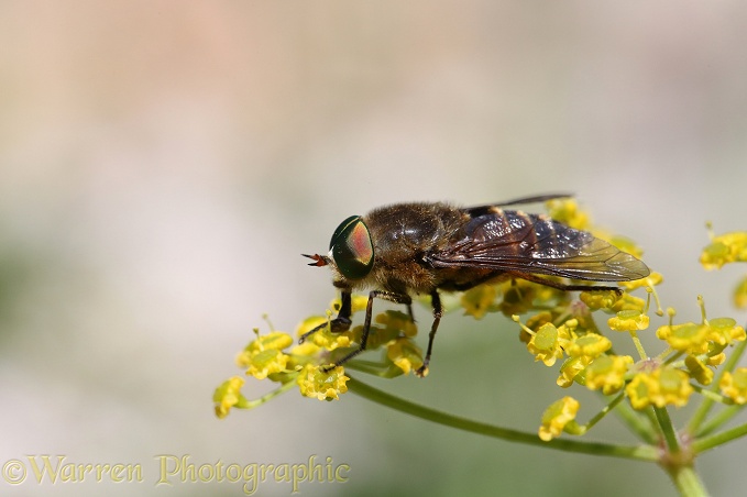 Horsefly (Philipomyia aprica) male feeding on umbelifer flowers