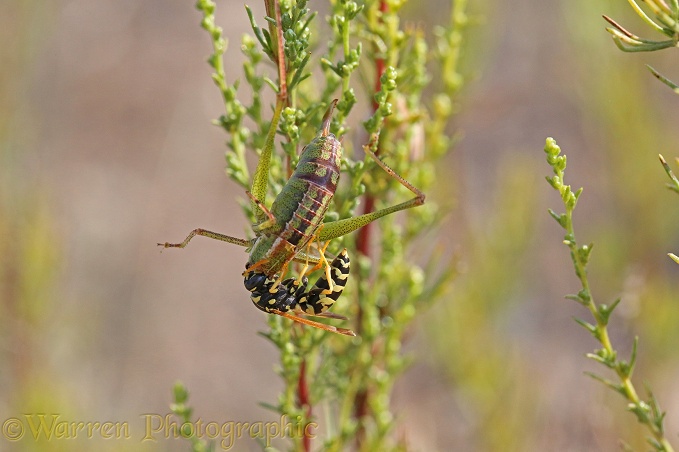 Paper wasp (Polistes dominula) worker tackling a bush cricket