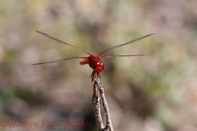 Scarlet Darter Dragonfly (Crocothemis erythraea)