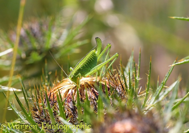 Speckled Bush Cricket (Leptophyes punctatissima) female nymph on Carline Thistle