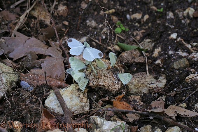 Wood White Butterflies (Leptidea sinapis) at a 'salt lick' beside a woodland stream