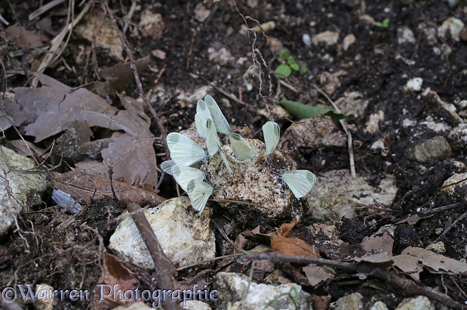 Wood White Butterflies (Leptidea sinapis) at a 'salt lick' beside a woodland stream