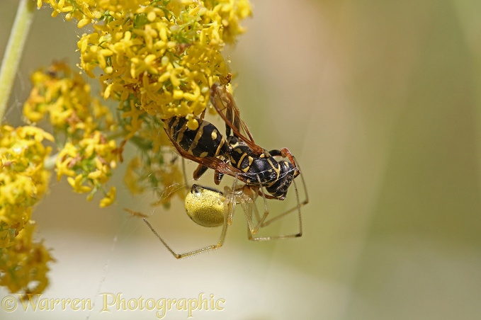 A spider overcomes a Paper Wasp (Polistes nimpha)