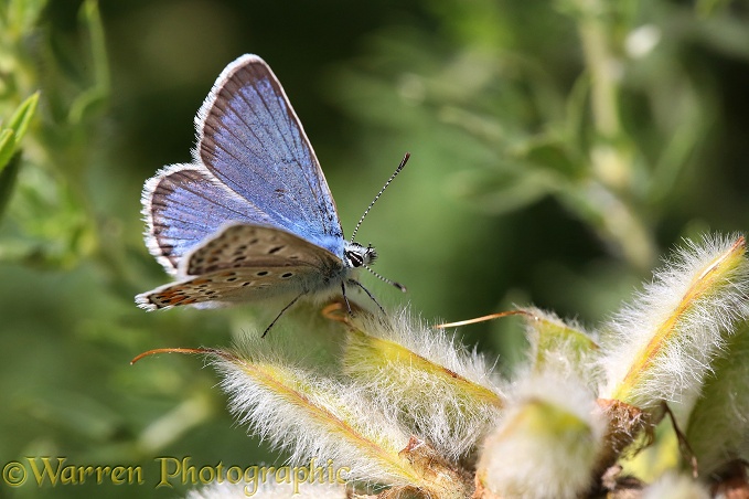 Blue Argus Butterfly (Ultraarisia anteros) male