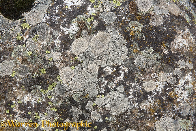 Lichen patterns on a limestone boulder