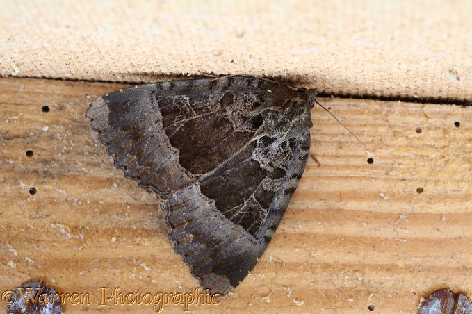 Old Lady Moth (Mormo maura) hibernating next to a hardboard partition