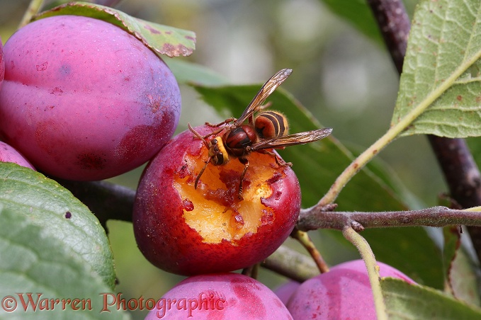 European Hornet (Vespa crabro) worker feeding on Victoria plum