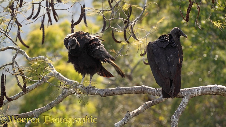 American Black Vultures (Coragyps atratus)