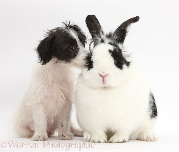 Black-and-white Jack-a-poo dog pup, 8 weeks old, and rabbit, Bandit, white background