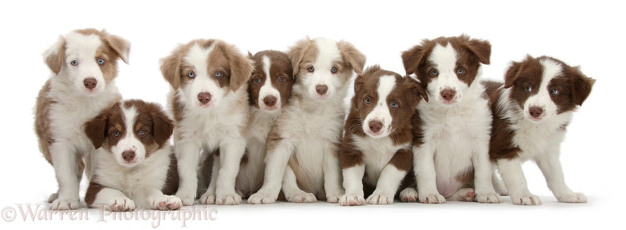Eight cute lilac and chocolate Border Collie puppies, 7 weeks old, in a row, white background