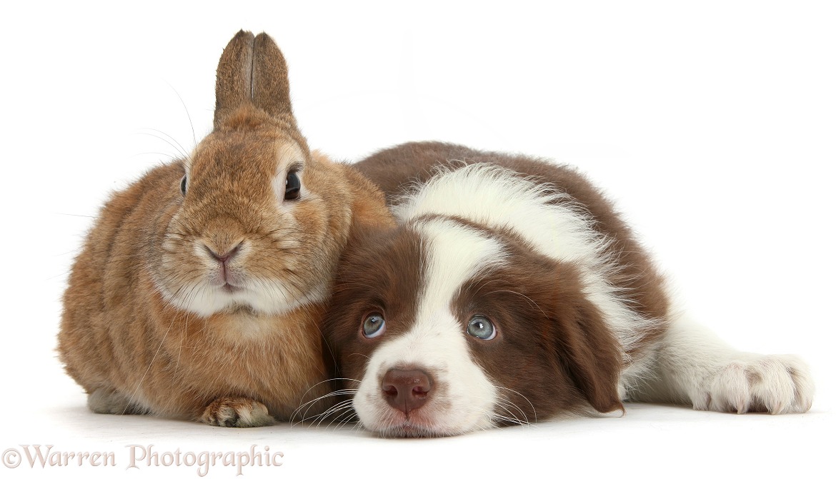 Chocolate Border Collie pup, 7 weeks old, and Netherland-cross rabbit, Peter, white background