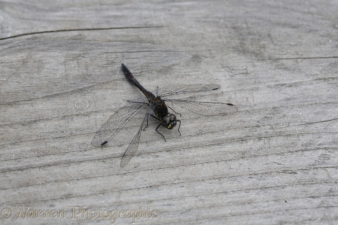 Black Darter Dragonfly (Sympetrum danae)