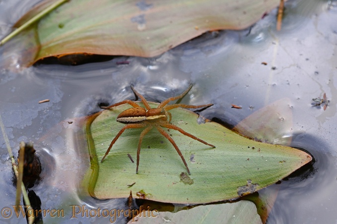 Raft Spider (Dolomedes fimbriatus) female on Potamogeton