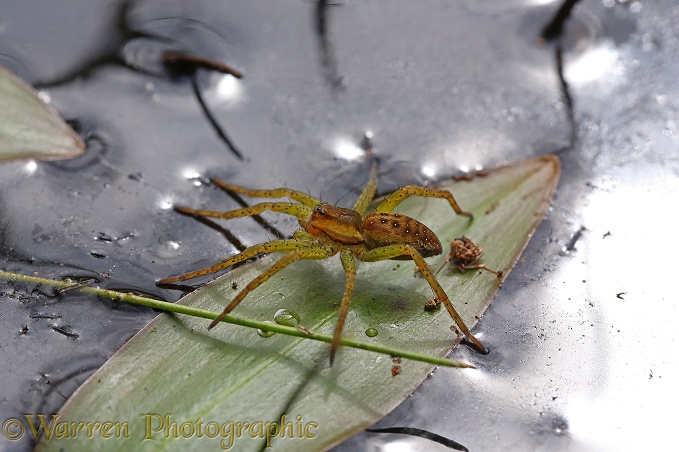 Raft Spider (Dolomedes fimbriatus) male on Potamogeton