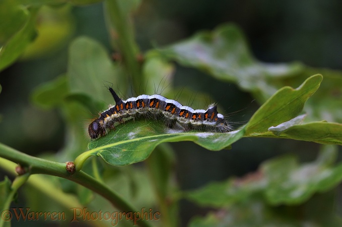 Grey Dagger Moth (Acronicta psi) caterpillar