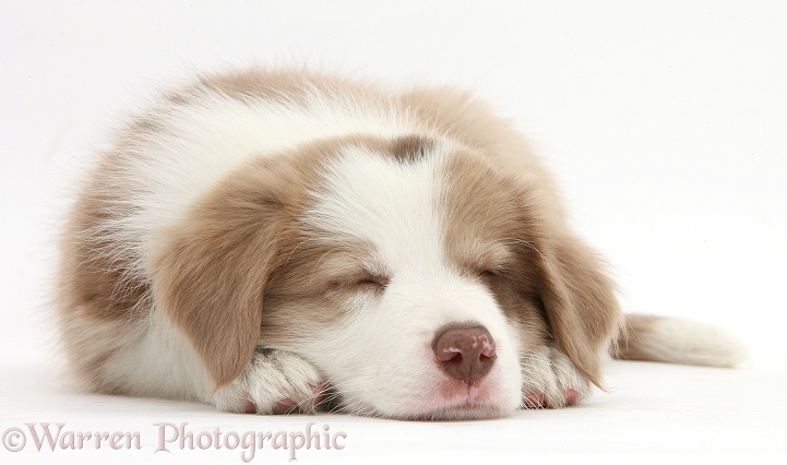 Cute lilac Border Collie puppy, 7 weeks old, sleeping, white background