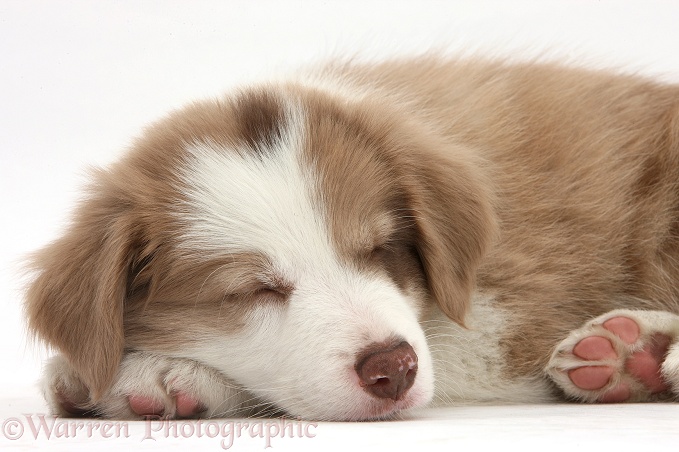 Cute lilac Border Collie puppy, 7 weeks old, sleeping, white background